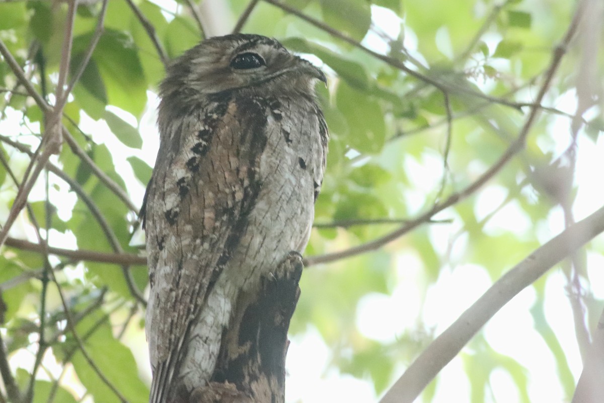 Northern Potoo - ML638235973