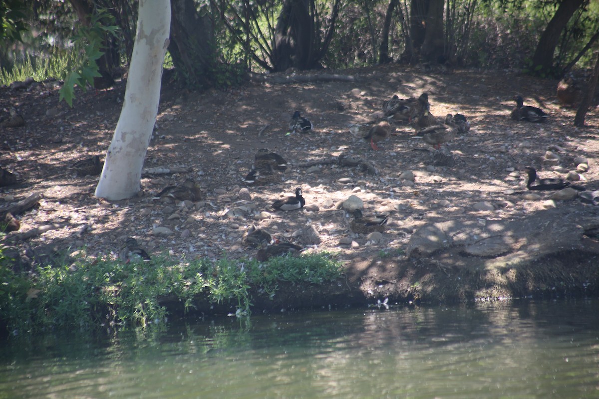 Ring-necked Duck - ML638235974