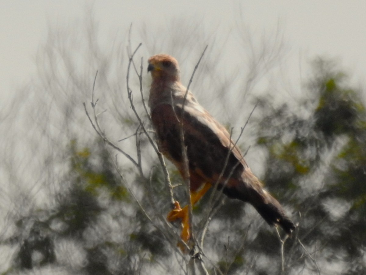 Savanna Hawk - ML638235991