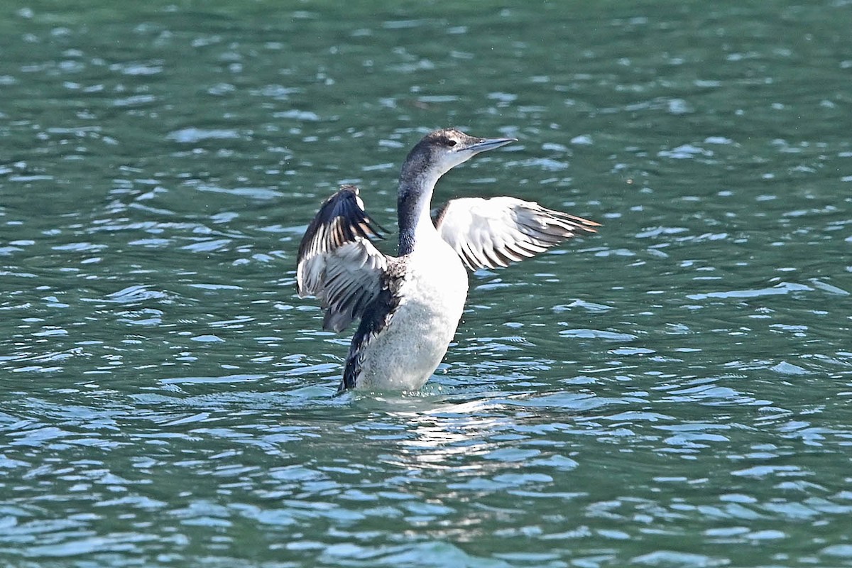 Common Loon - ML638235995