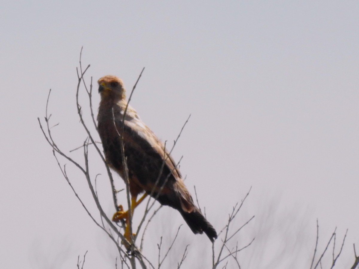 Savanna Hawk - ML638235997