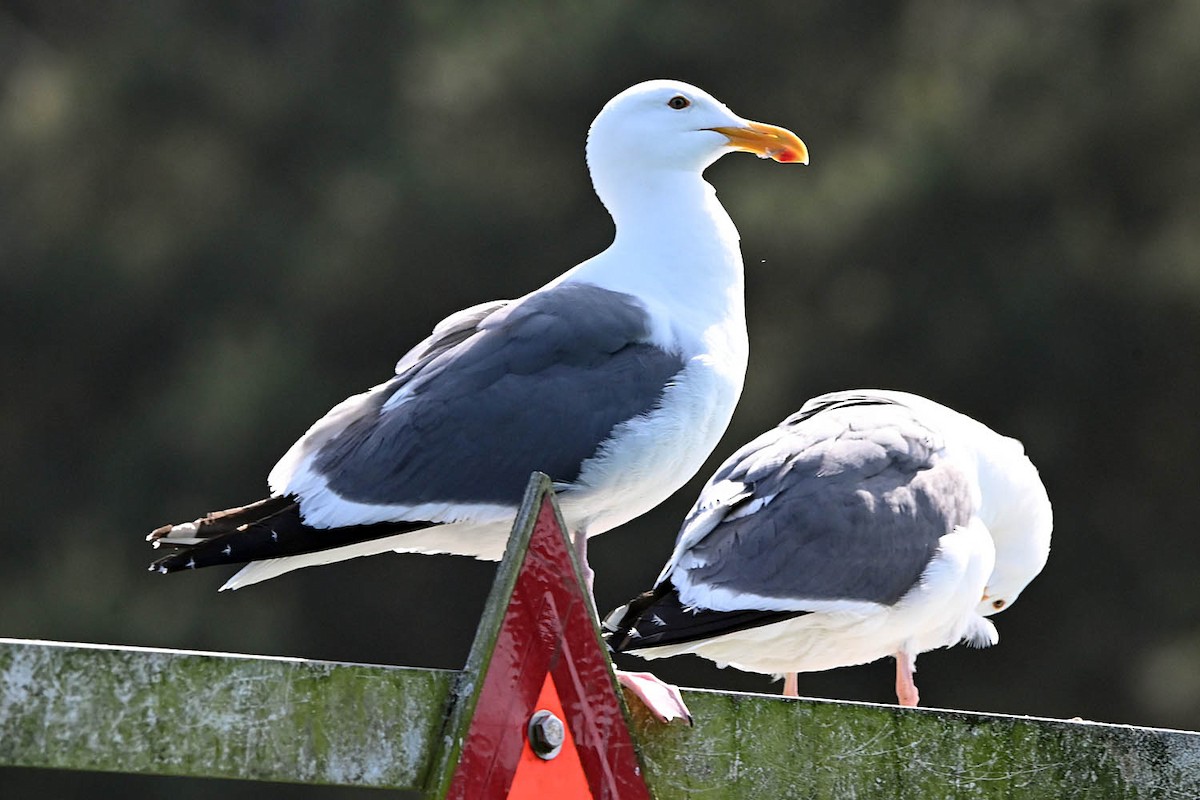 Western Gull - ML638235999