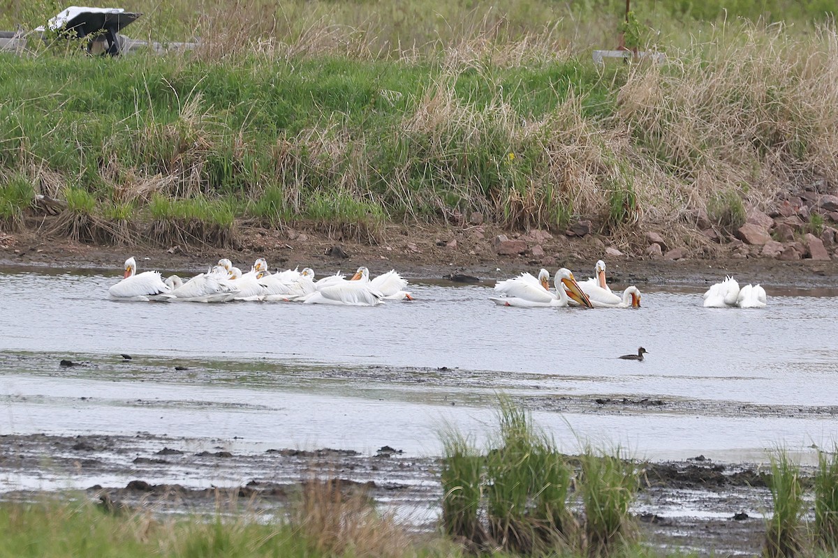 American White Pelican - ML638236028
