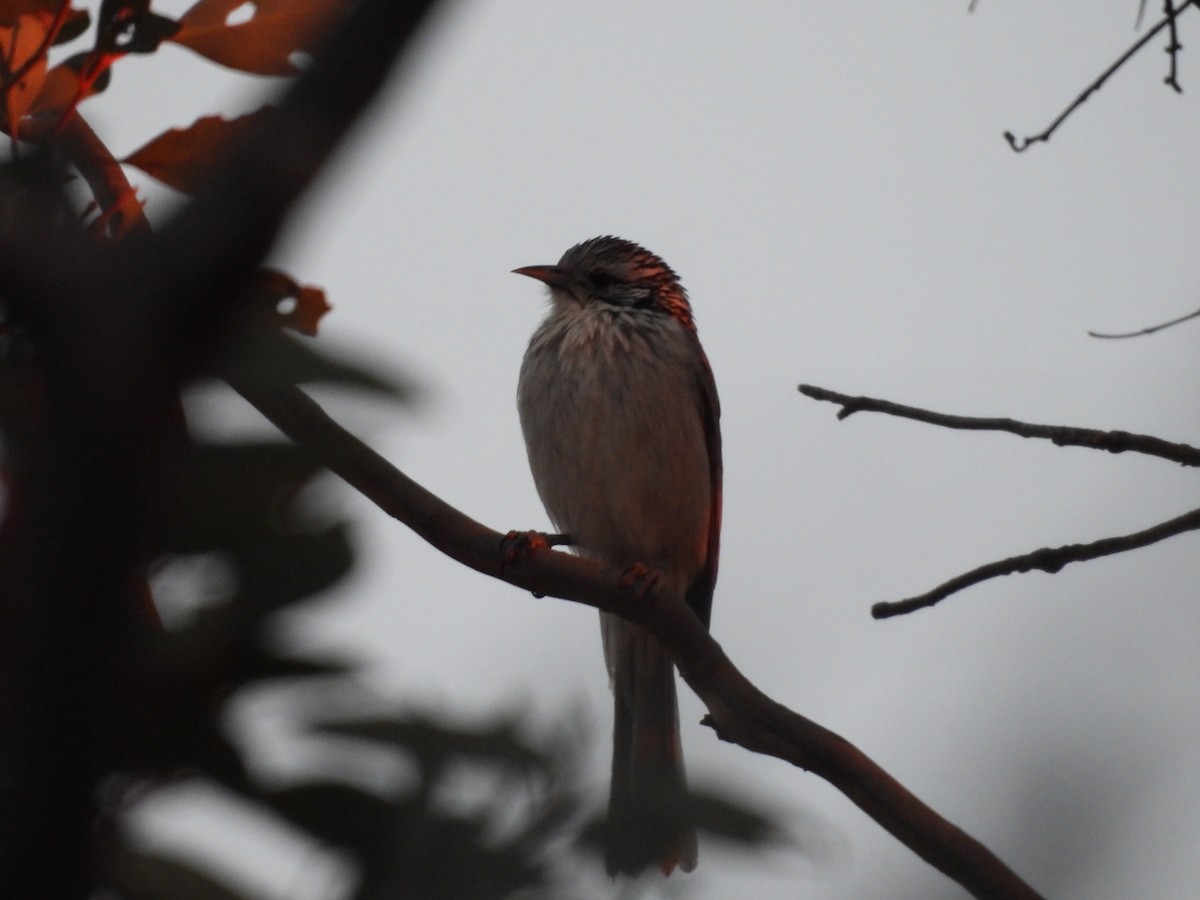 Striped Honeyeater - ML638236054