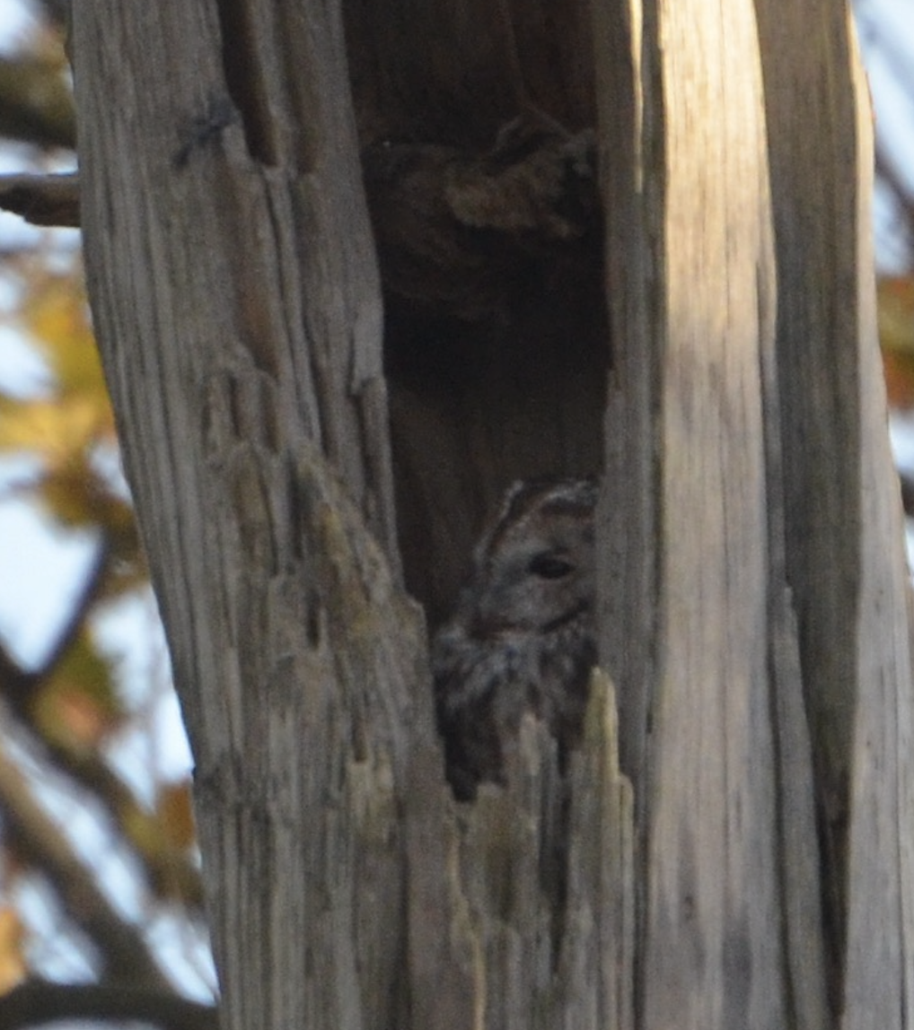 Tawny Owl - ML638236057