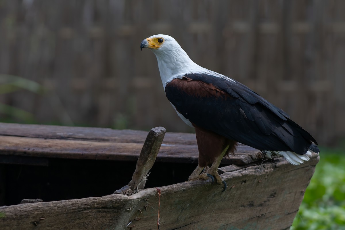 African Fish-Eagle - ML638236062