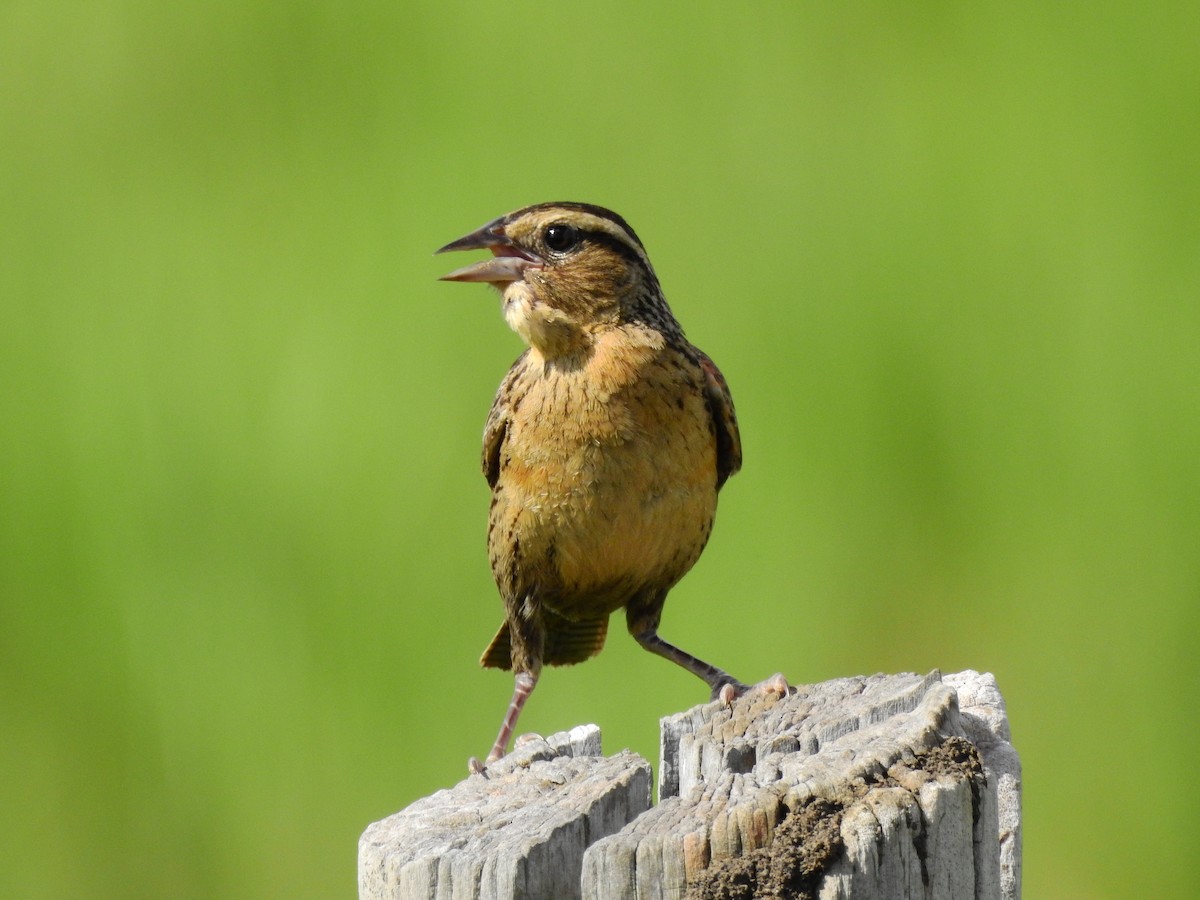 Red-breasted Meadowlark - ML638236064