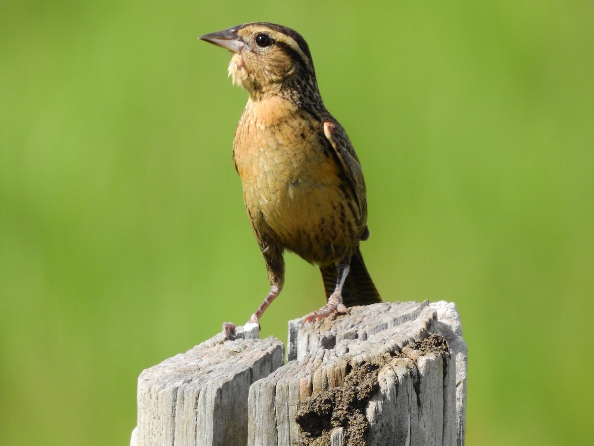 Red-breasted Meadowlark - ML638236075