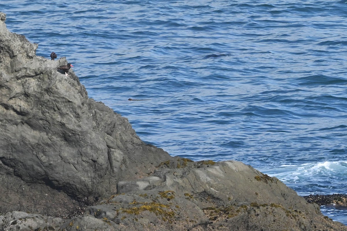 Black Oystercatcher - ML638236086