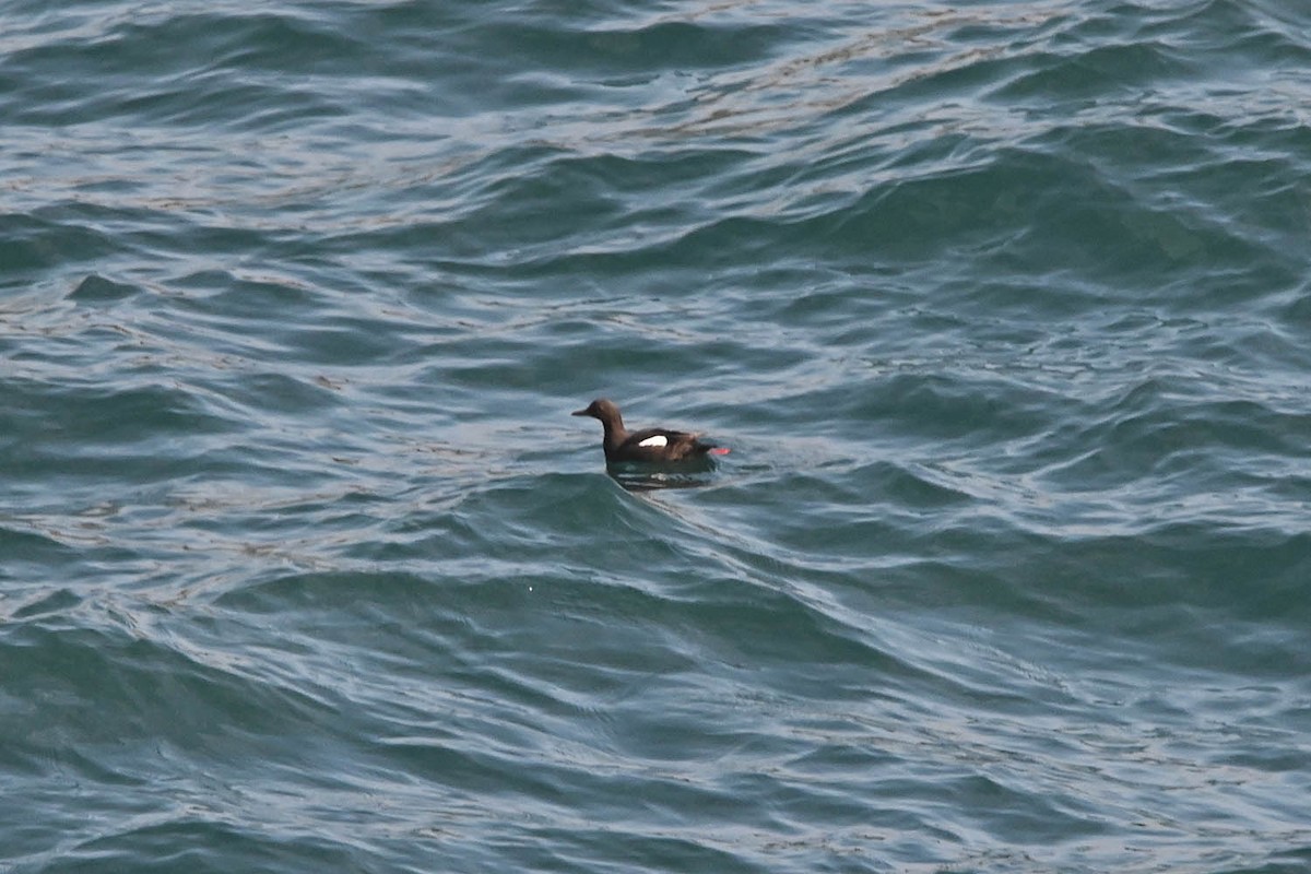 Pigeon Guillemot - ML638236090
