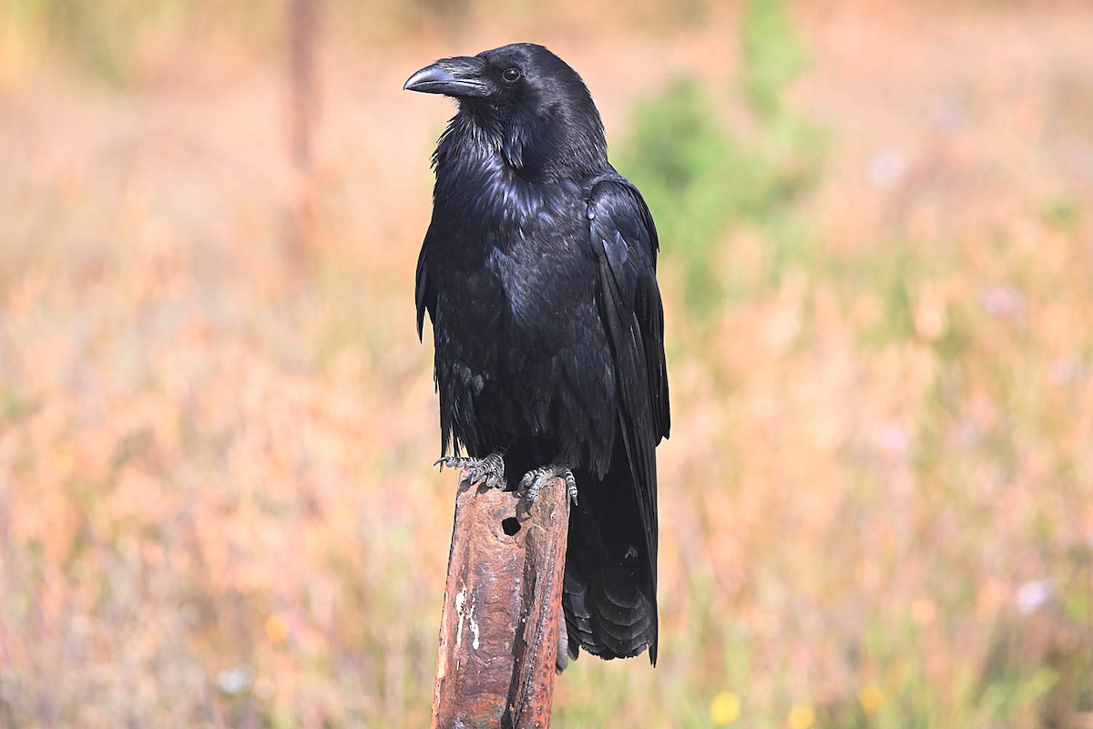 Common Raven - ML638236103