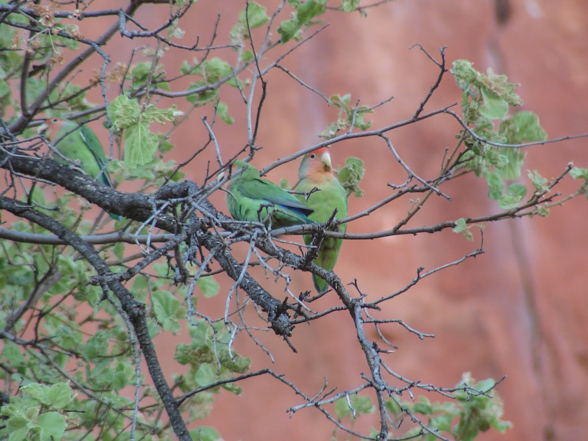 Rosy-faced Lovebird - ML638236111
