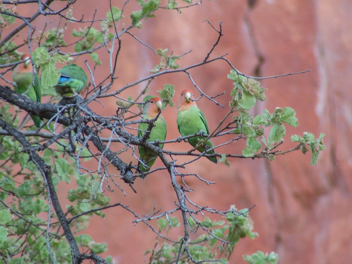 Rosy-faced Lovebird - ML638236113
