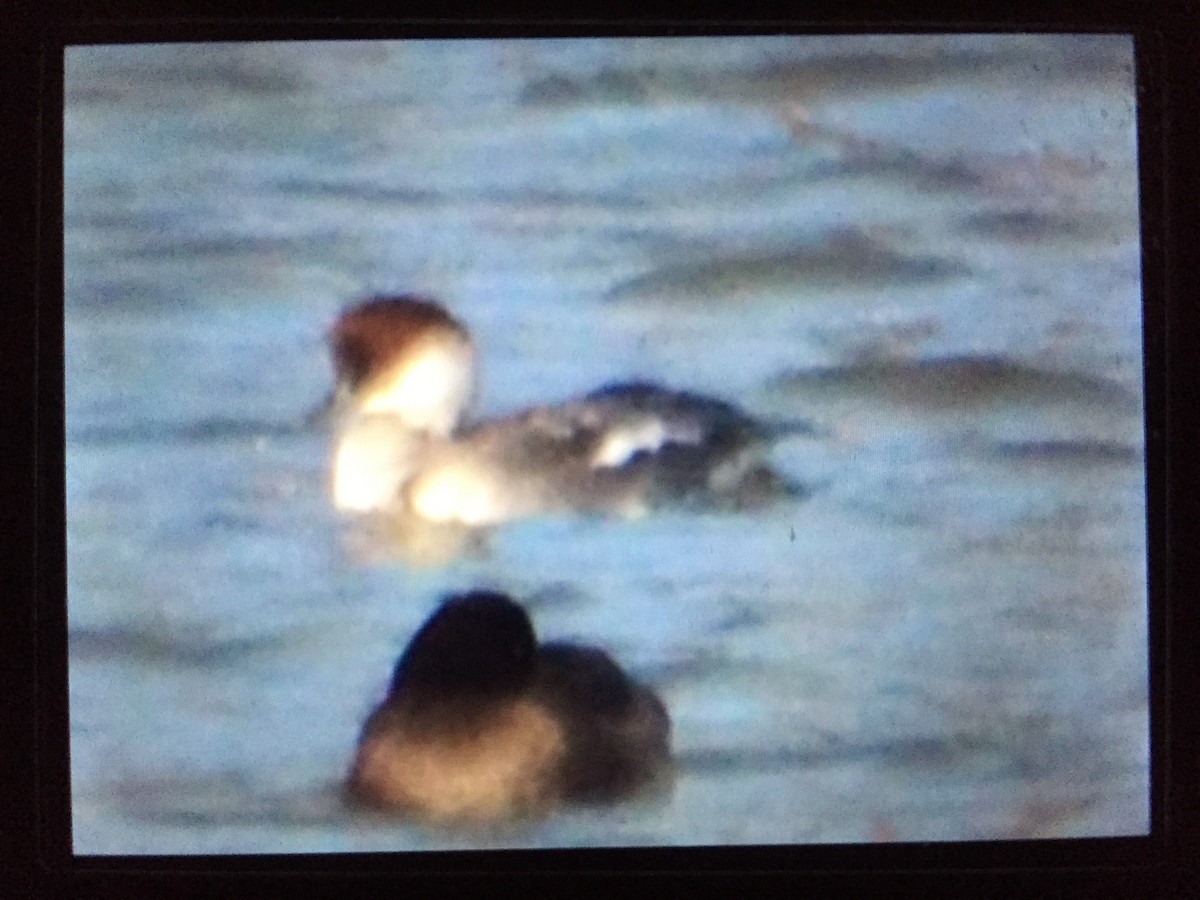 Smew - ML638236121