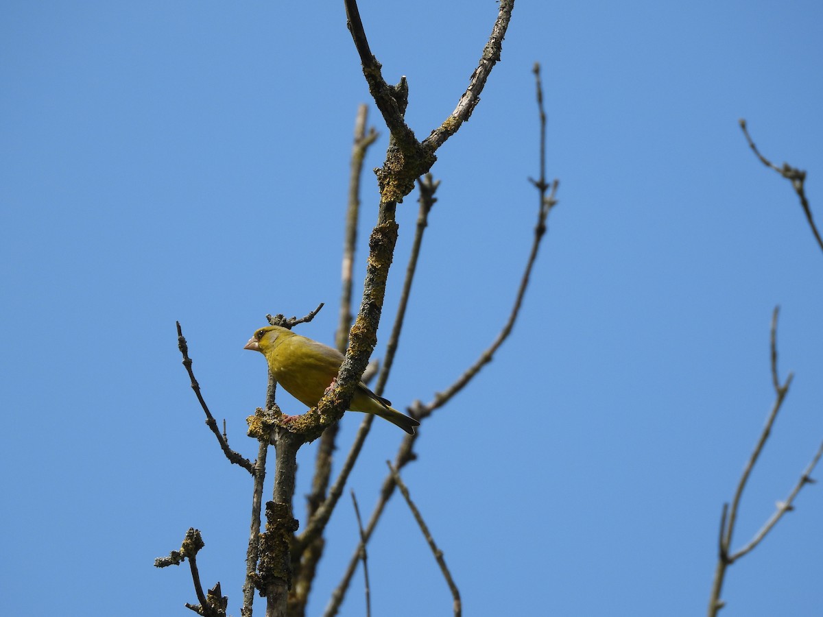European Greenfinch - ML638236123