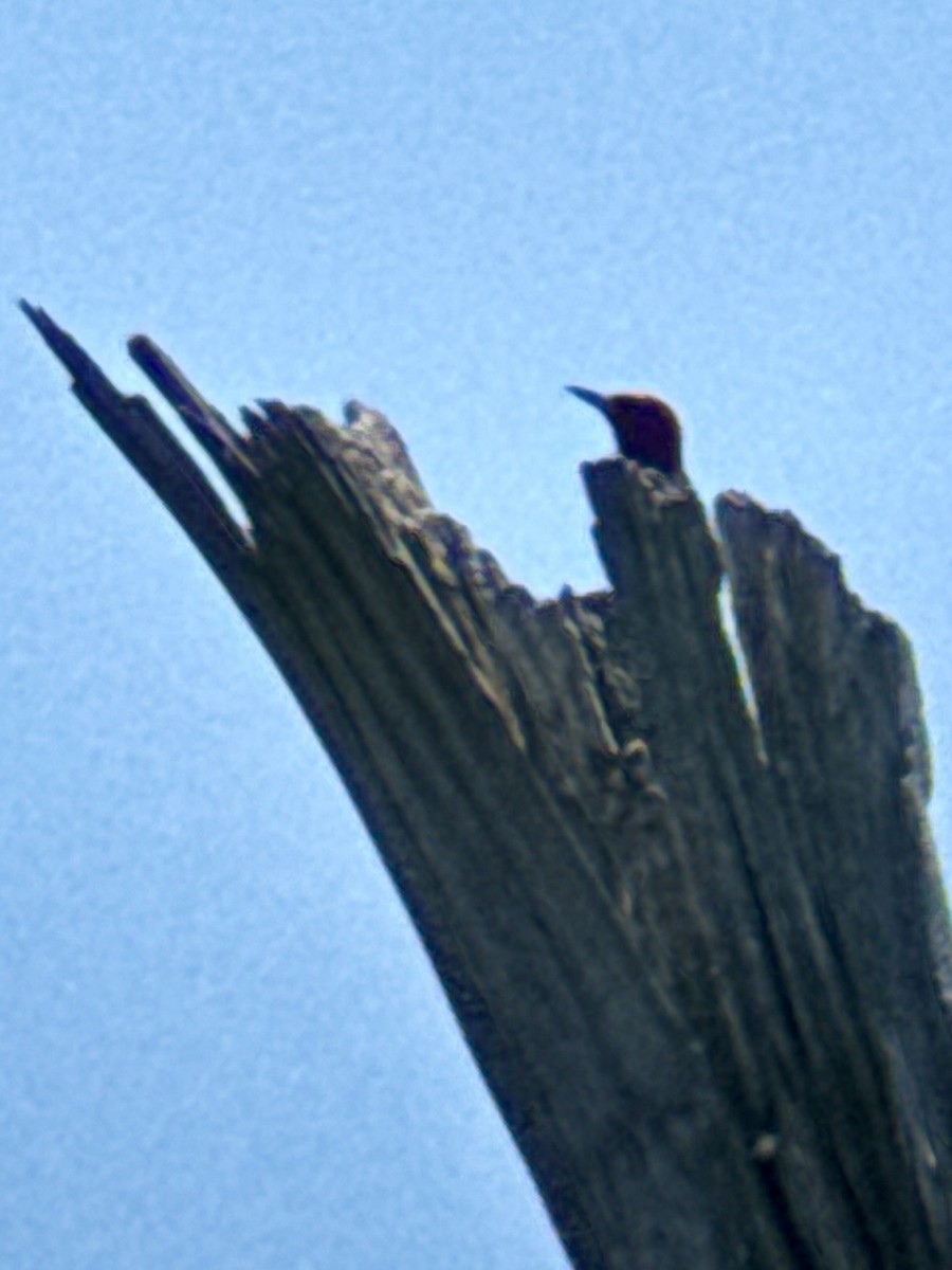 Red-headed Woodpecker - ML638236142