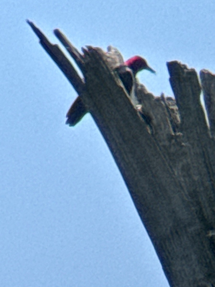 Red-headed Woodpecker - ML638236143