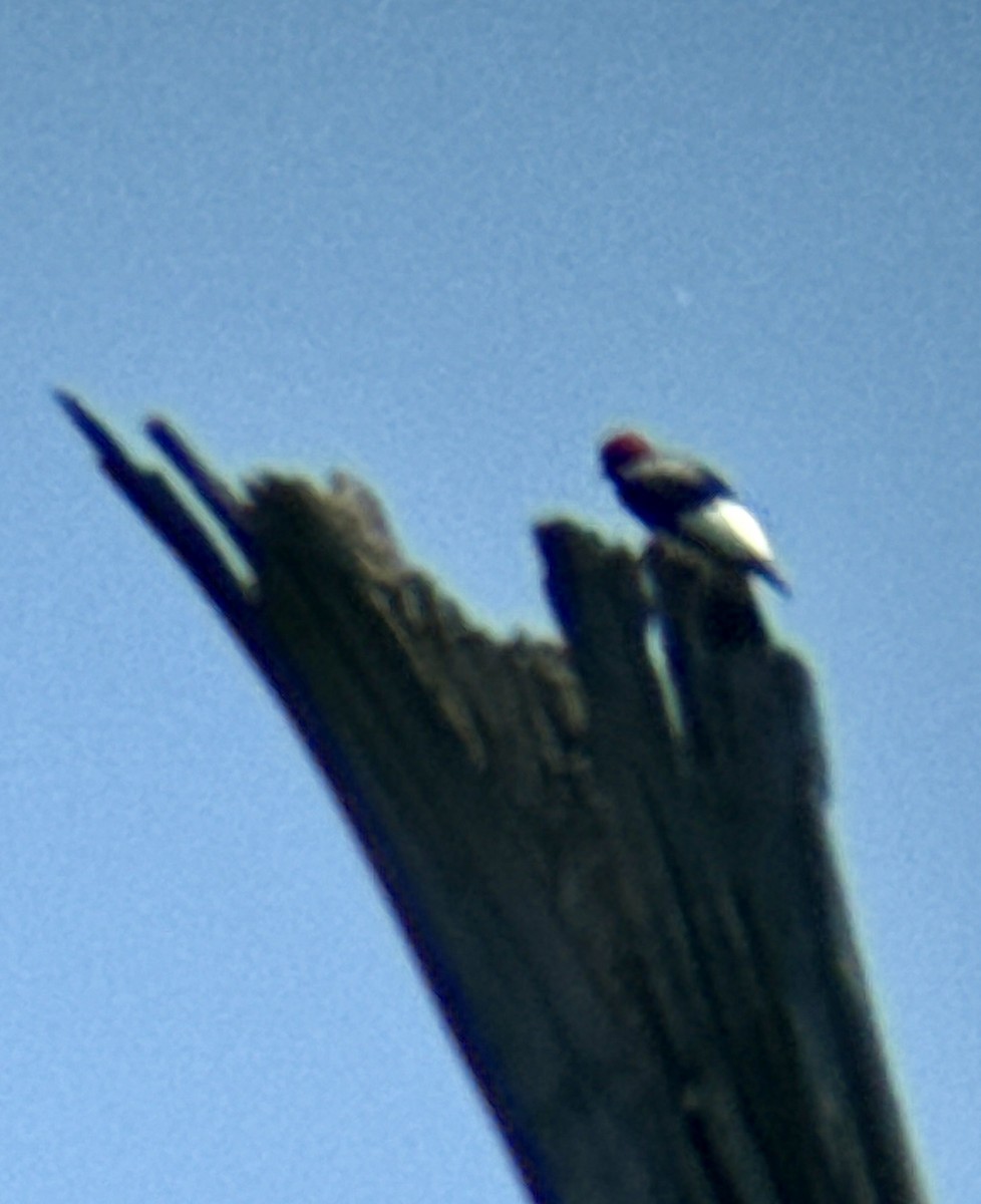 Red-headed Woodpecker - ML638236144