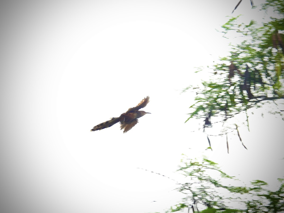 Puerto Rican Lizard-Cuckoo - ML638236158