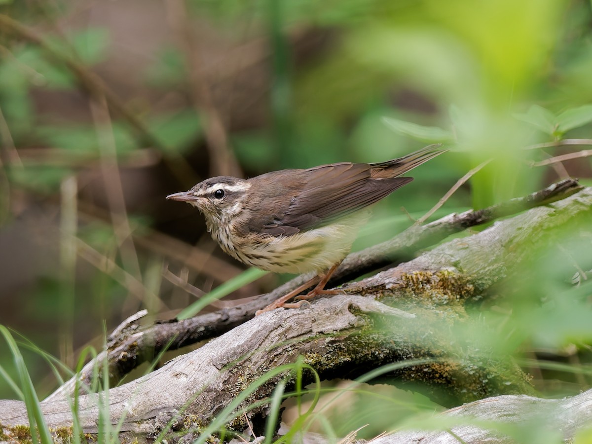 Louisiana Waterthrush - ML638236159