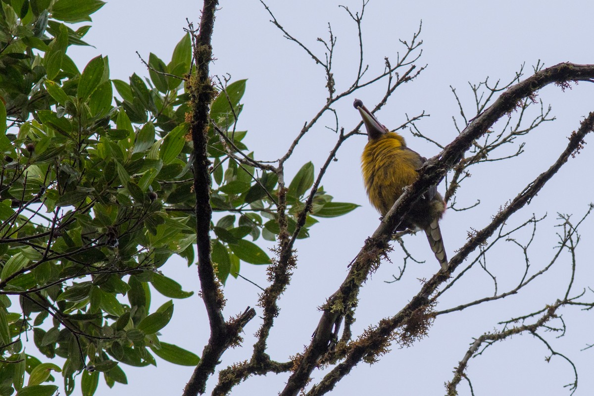 Saffron Toucanet - ML638236162