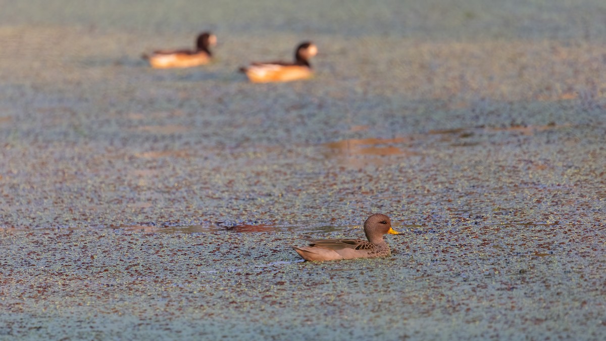 Yellow-billed Teal - ML638236163