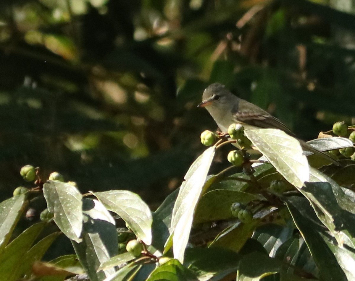 Southern Beardless-Tyrannulet - ML638236182