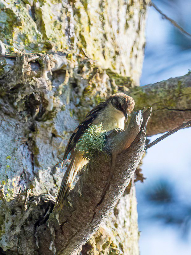 Brown Creeper - ML638236210