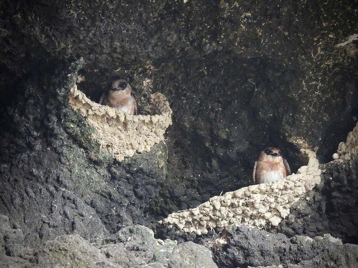 Cave Swallow - ML638236212