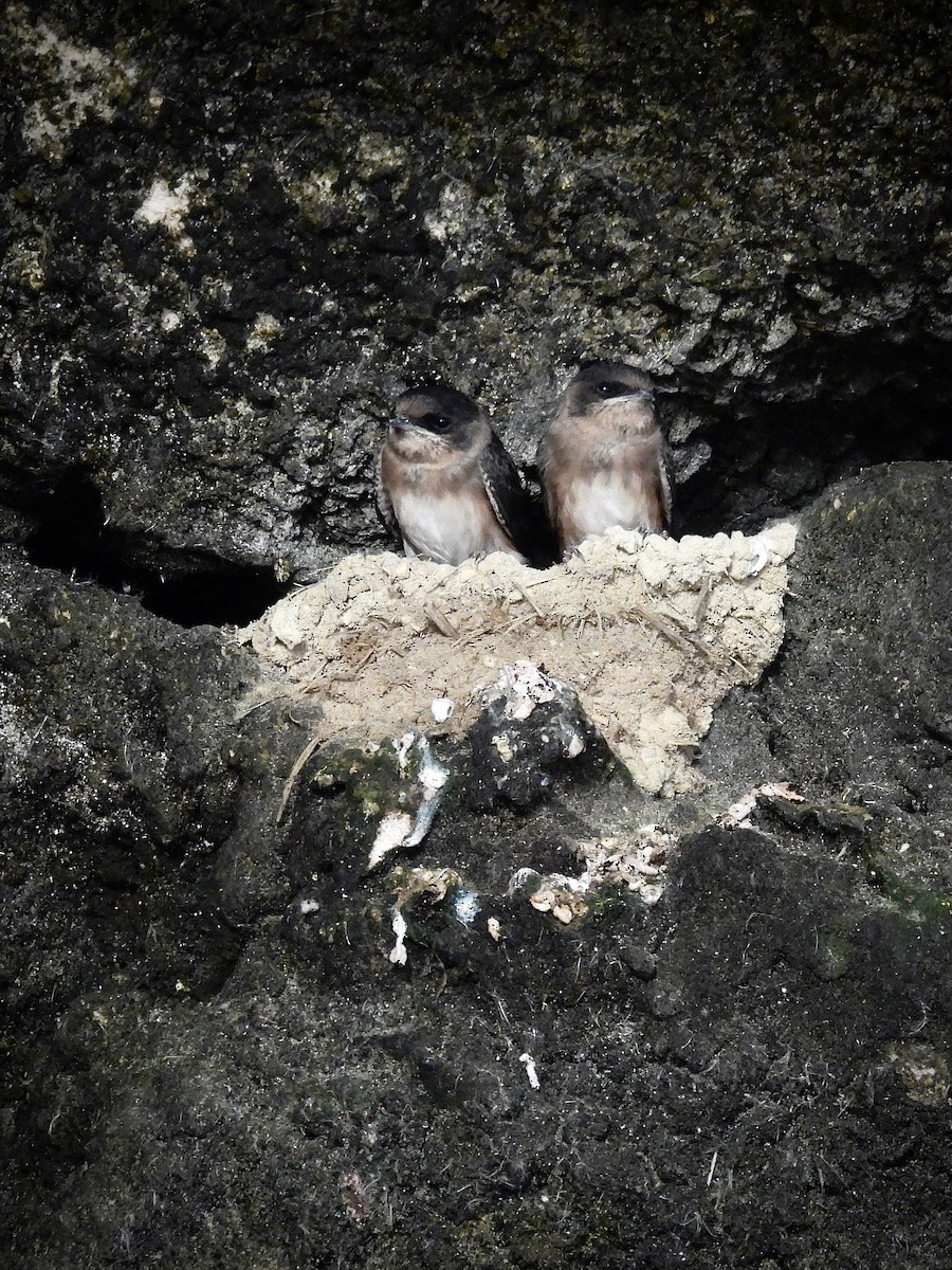Cave Swallow - ML638236213