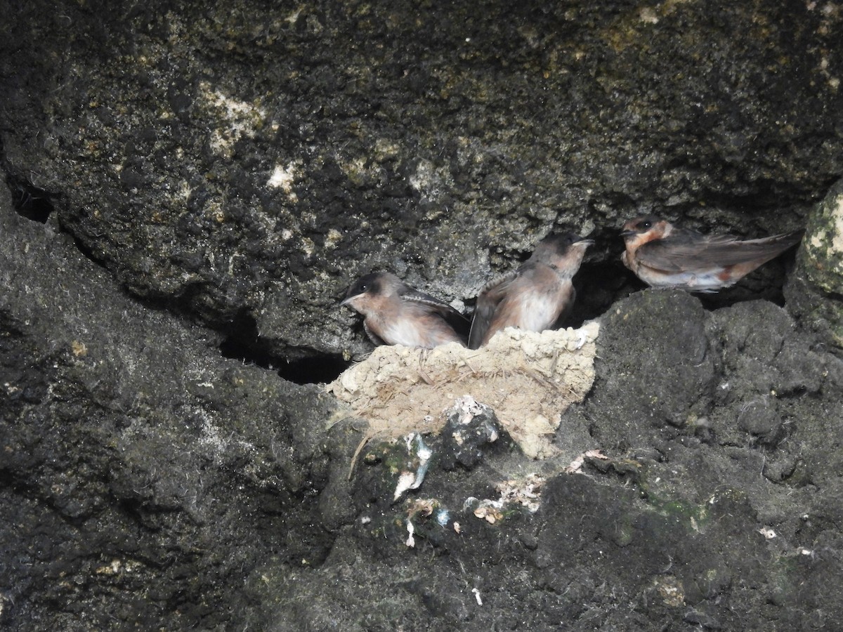 Cave Swallow - ML638236214