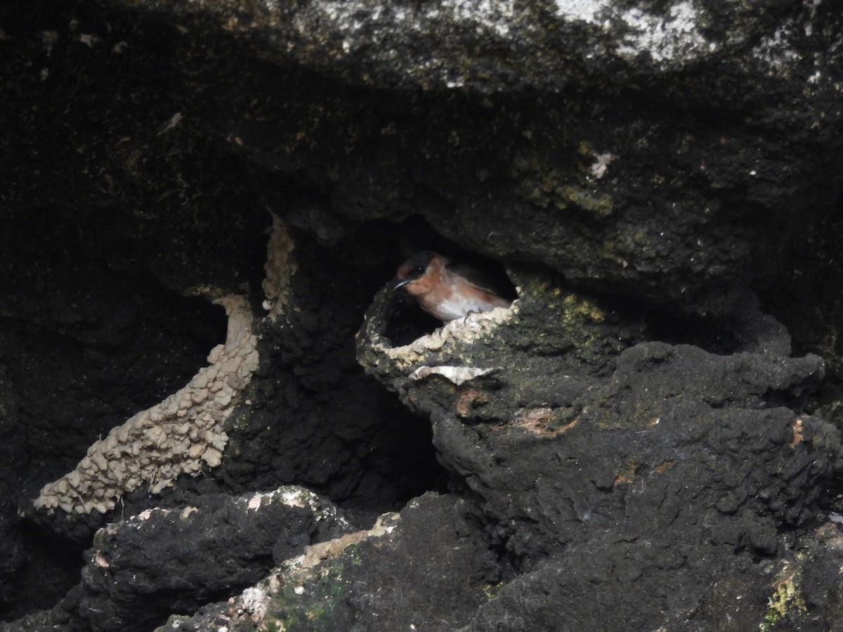 Cave Swallow - ML638236215