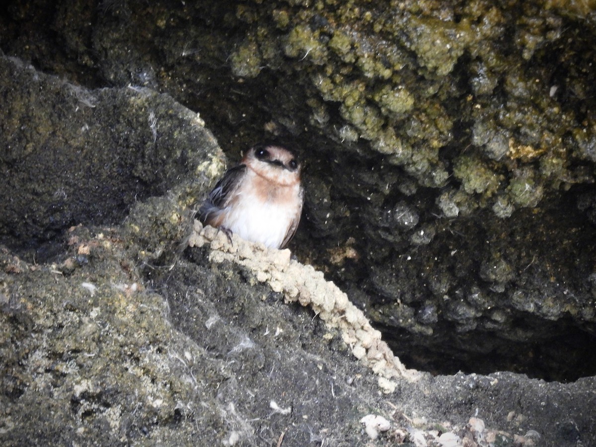 Cave Swallow - ML638236216