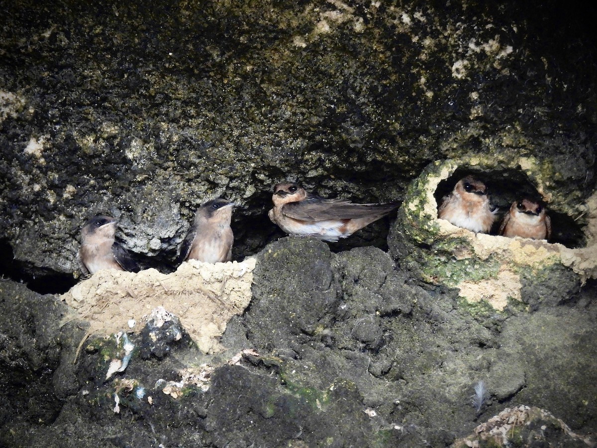 Cave Swallow - ML638236217