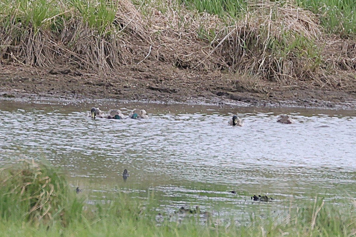 Mallard - ML638236222