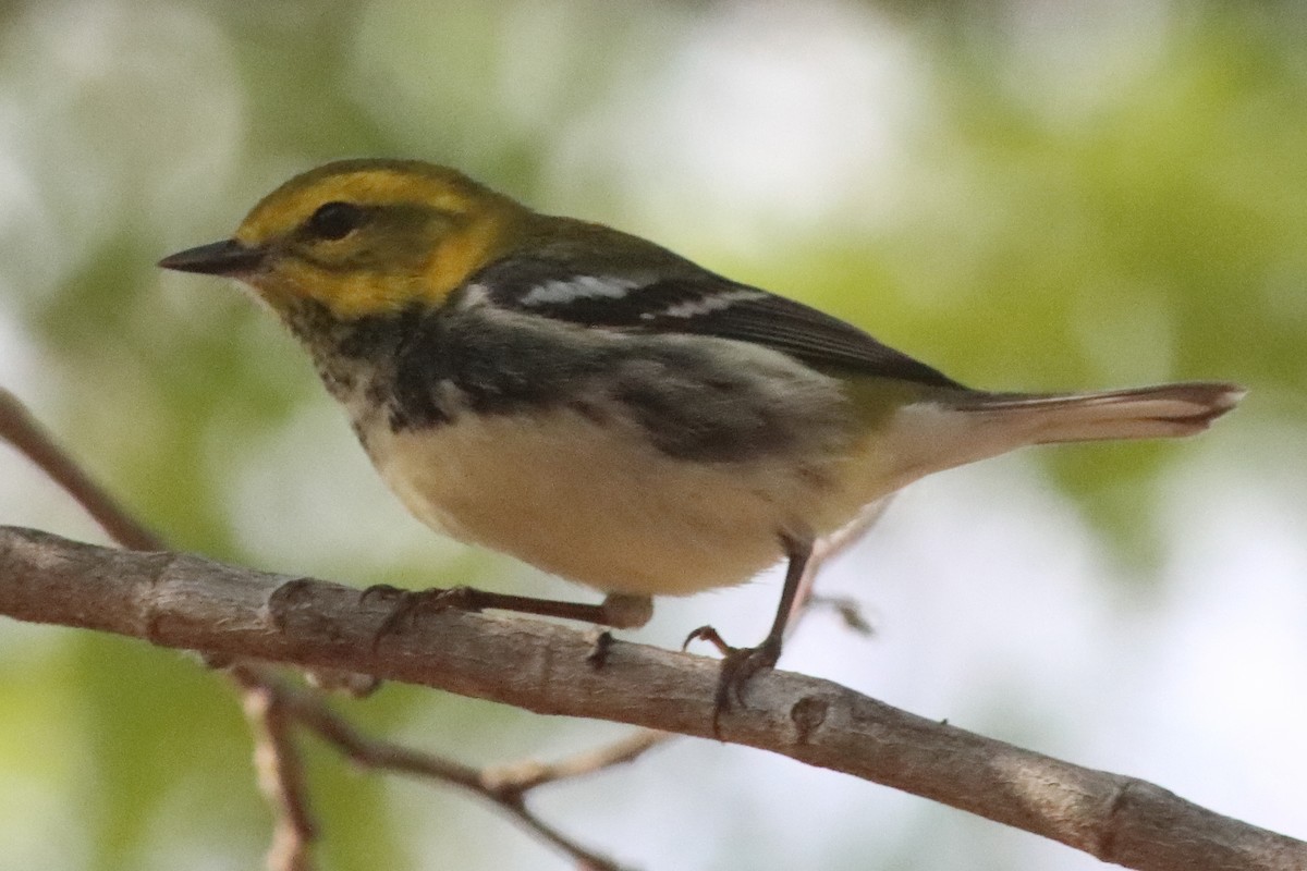 Black-throated Green Warbler - ML638236256