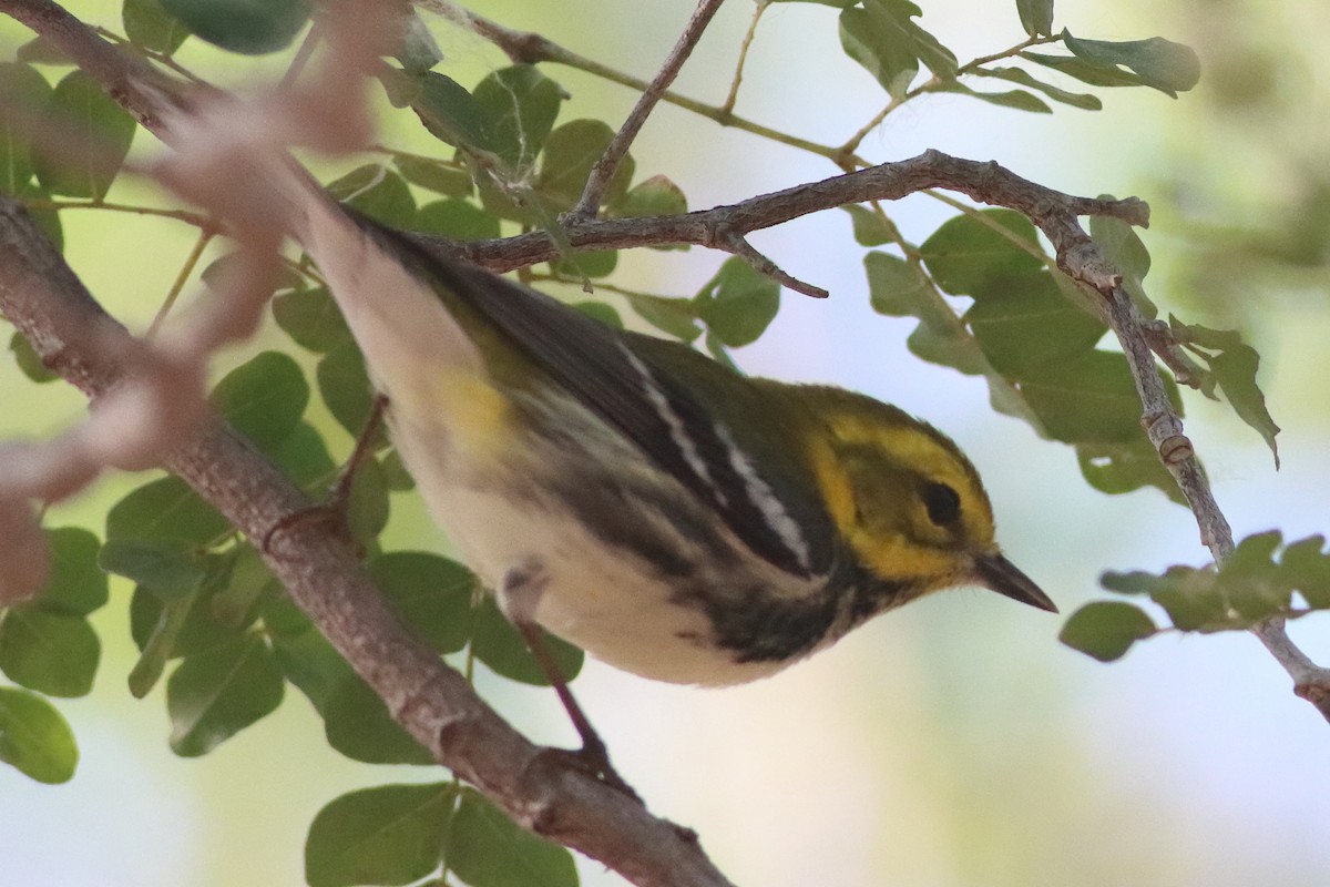 Black-throated Green Warbler - ML638236258