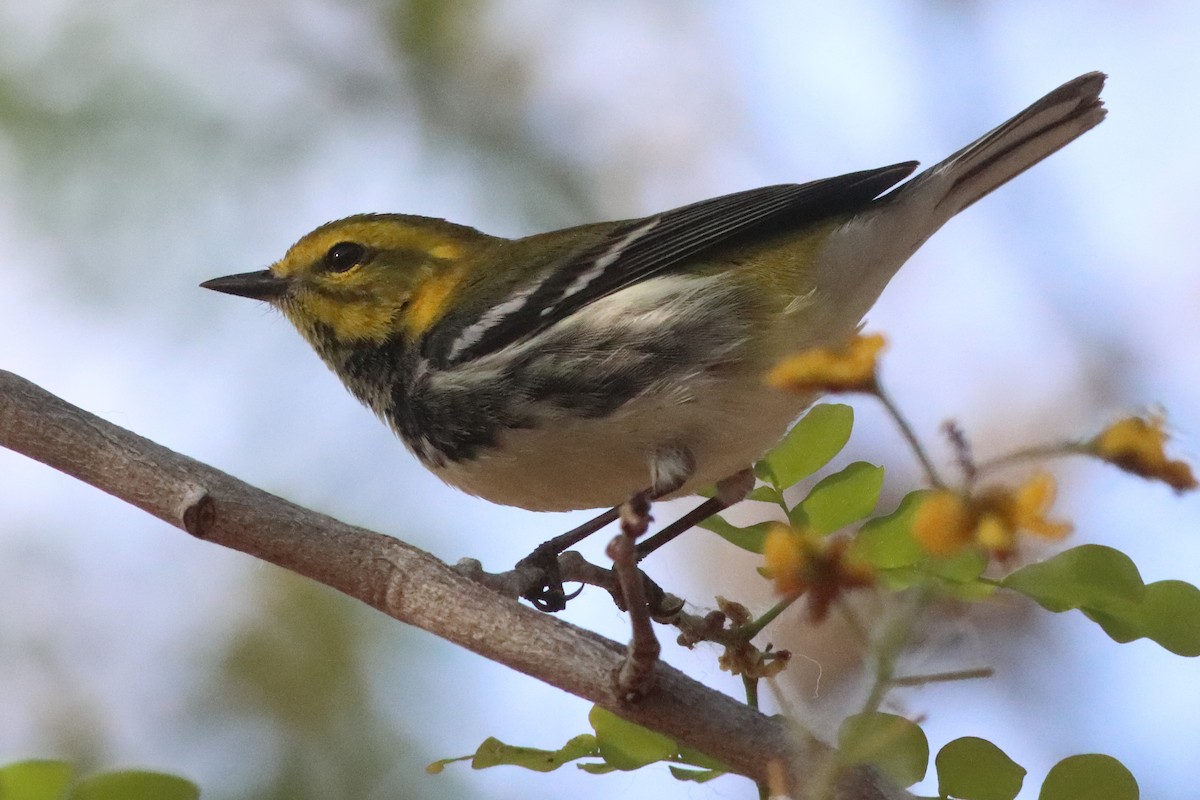 Black-throated Green Warbler - ML638236260