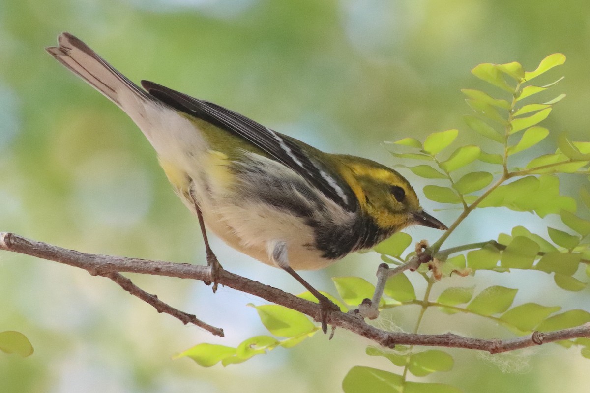 Black-throated Green Warbler - ML638236262