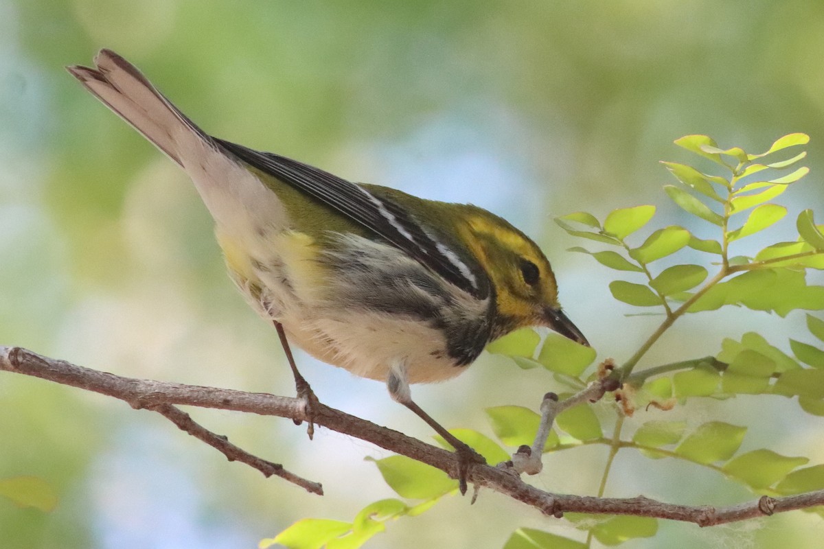 Black-throated Green Warbler - ML638236263