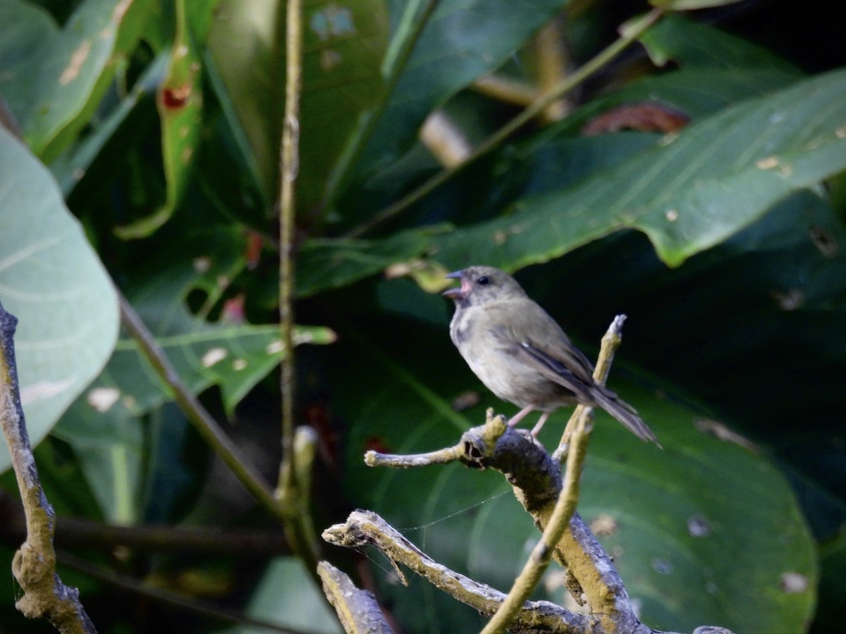 Black-faced Grassquit - ML638236275
