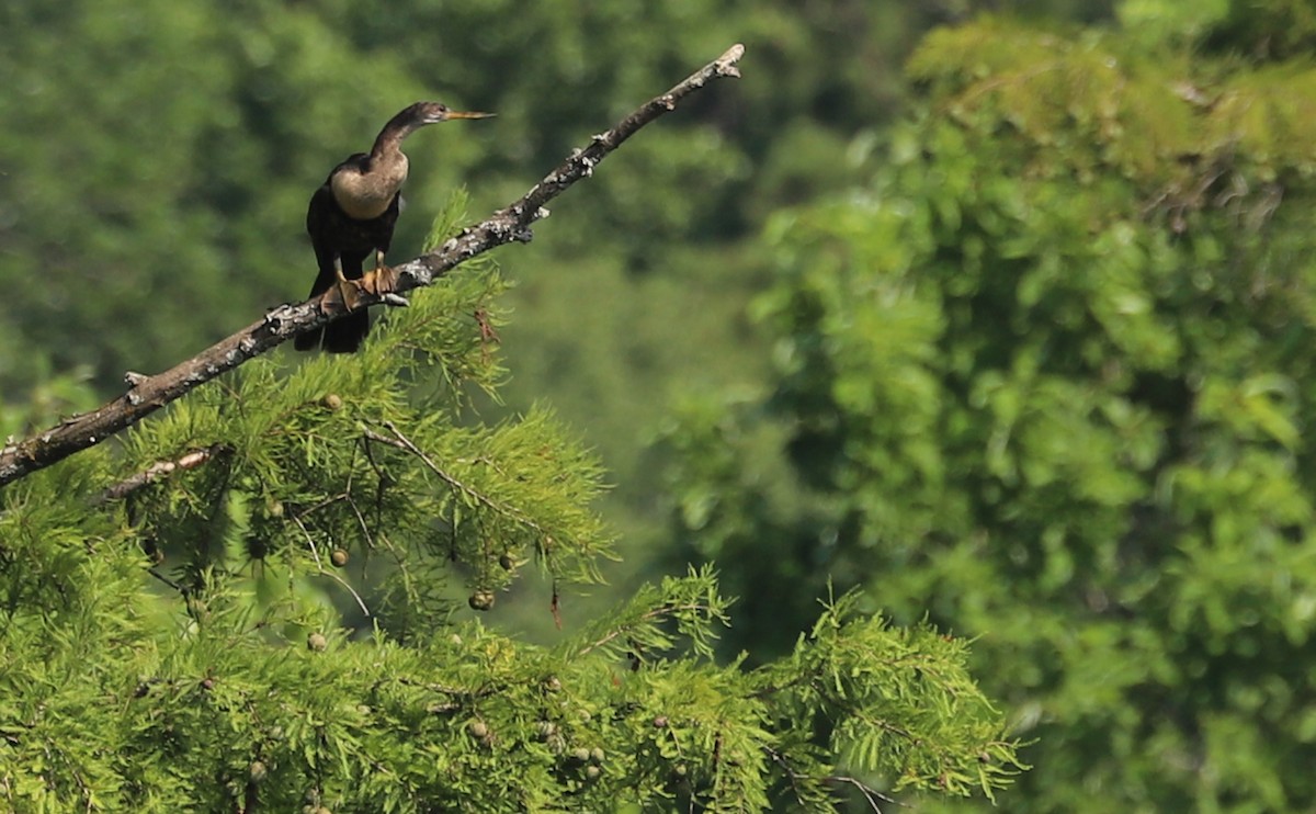 Anhinga - ML638236277