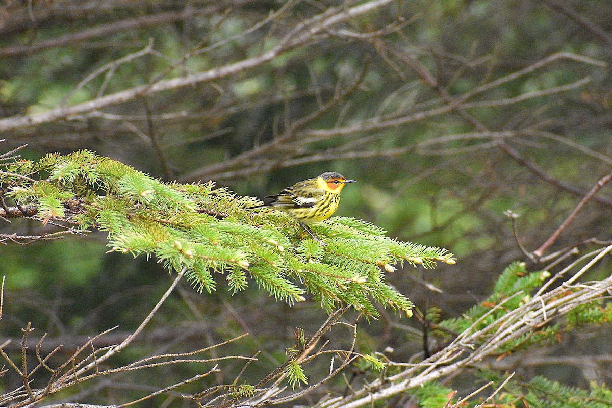 Cape May Warbler - ML638236294
