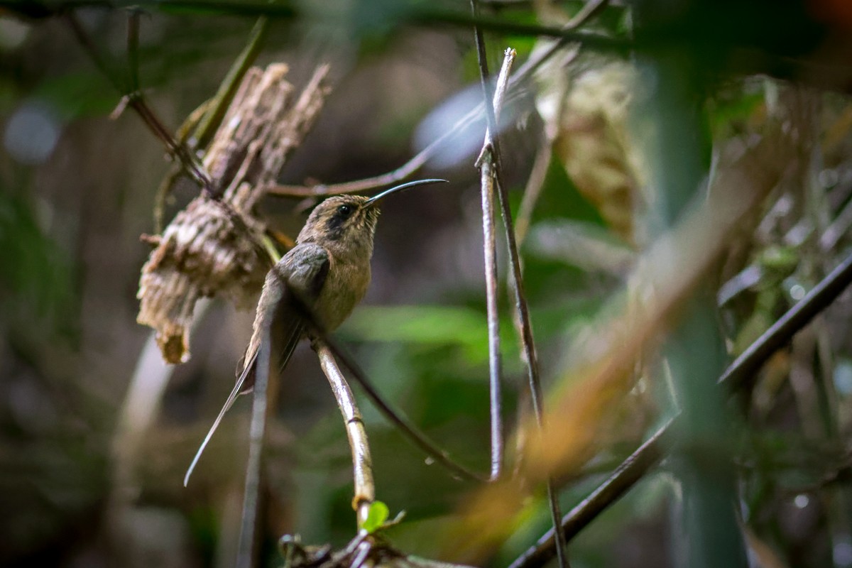 Dusky-throated Hermit - ML638236296