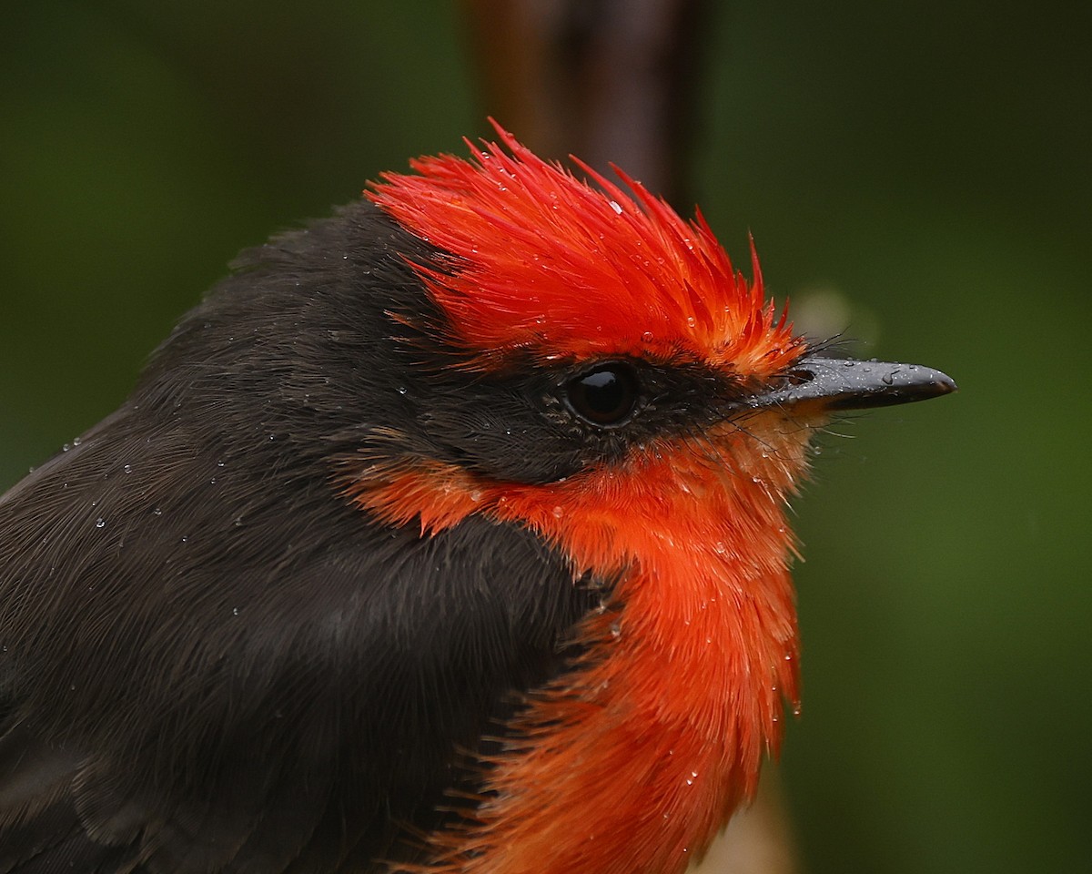 Brujo Flycatcher (Galapagos) - ML638236302