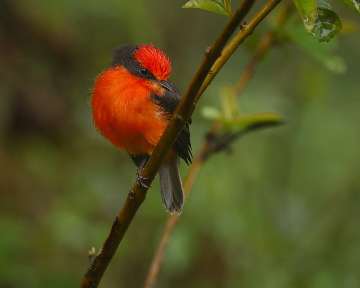 Brujo Flycatcher (Galapagos) - ML638236303