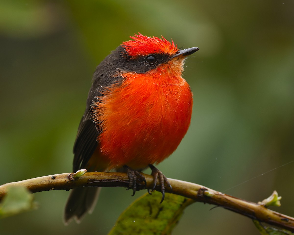 Brujo Flycatcher (Galapagos) - ML638236304