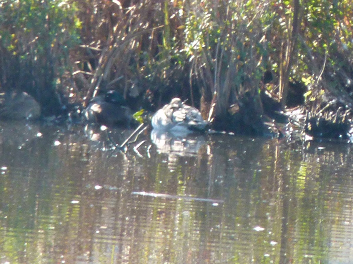 Northern Pintail - ML638236310