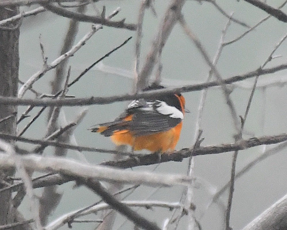 Bullock's Oriole - ML638236312