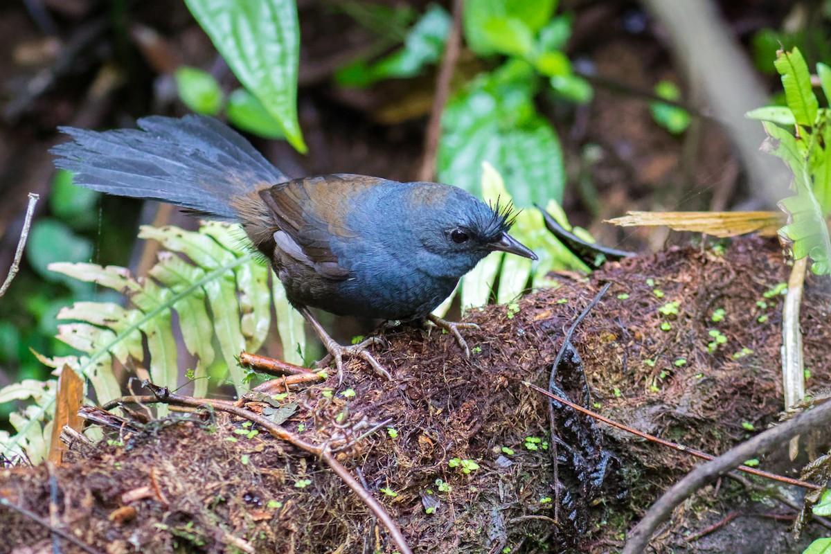 Slaty Bristlefront - ML638236315